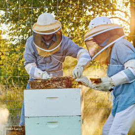 Beekeepers