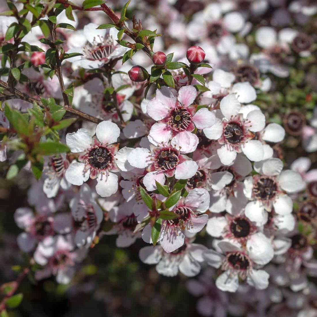 Manuka flowers