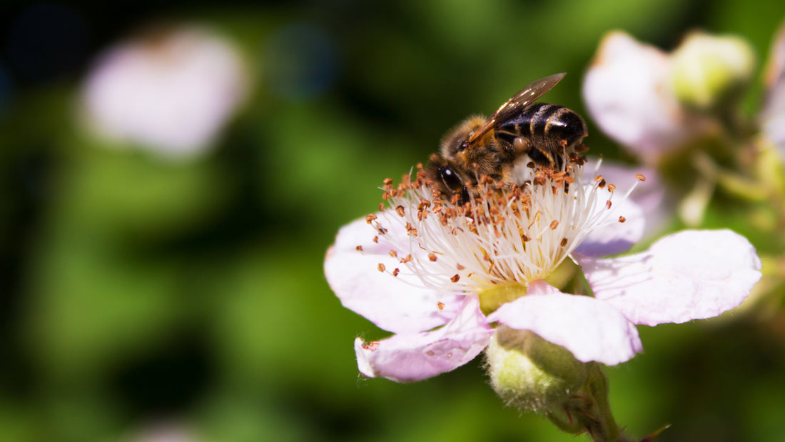 6 Health Benefits of Manuka Honey Based on Science