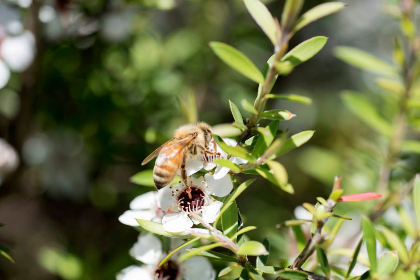 Honeybee on Manuka Bush