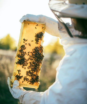 Bees on their honeycomb in the hive